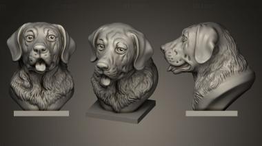 3D model Labrador head (STL)